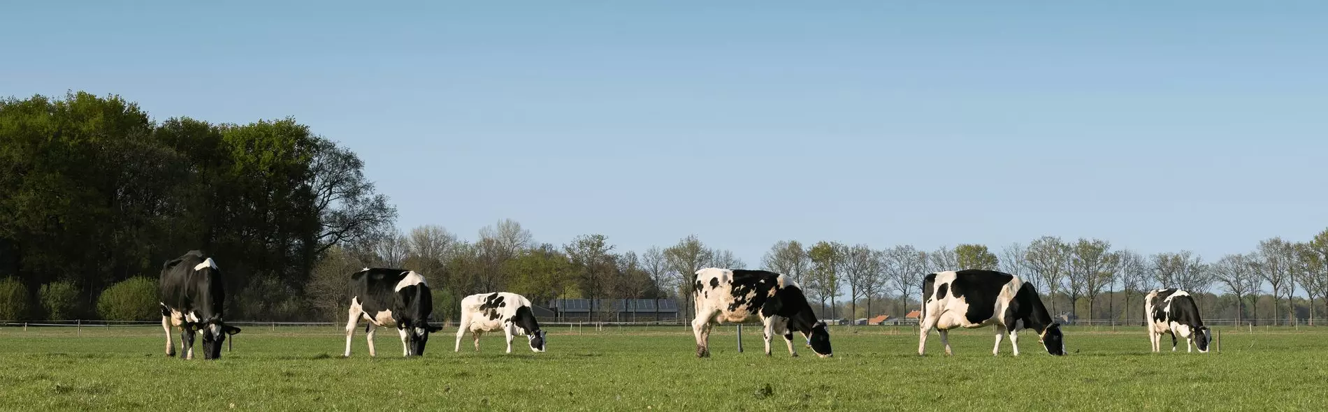 Photo de vaches dans un champ
