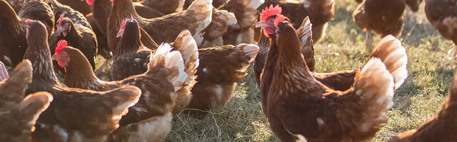 Clément élève ses poules dans un élevage de taille raisonnée