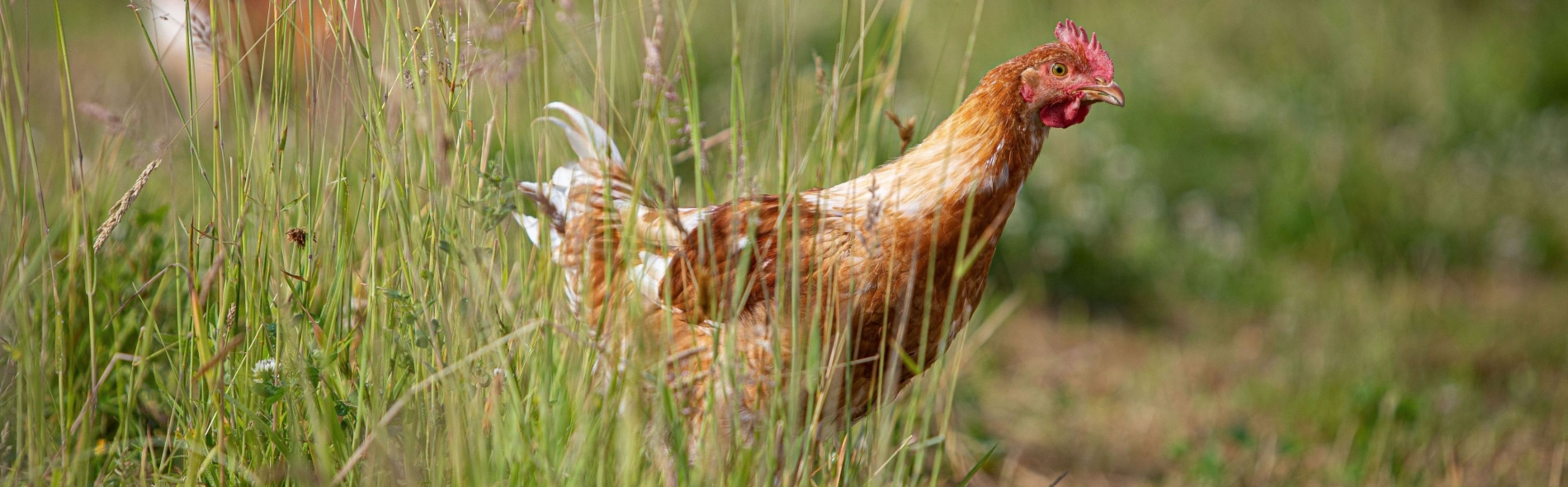 poulet dans un champ