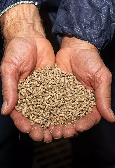 photo de graines dans les mains d'un éleveur canard